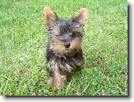 Jorkrsk terier, Yorkshire Terrier,