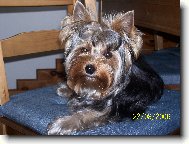 Jorkrsk terier, Yorkshire Terrier,