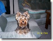 Jorkrsk terier, Yorkshire Terrier,