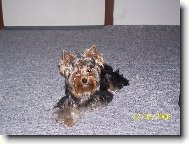 Jorkrsk terier, Yorkshire Terrier,