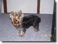 Jorkrsk terier, Yorkshire Terrier,