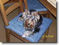 Jorkrsk terier, Yorkshire Terrier,