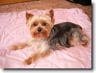 Jorkrsk terier, Yorkshire Terrier,