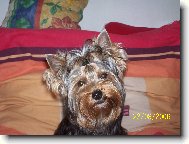 Jorkrsk terier, Yorkshire Terrier,