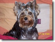 Jorkrsk terier, Yorkshire Terrier,