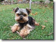 Jorkrsk terier, Yorkshire Terrier,