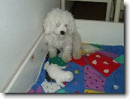 Bichon frise