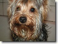 Jorkrsk terier, Yorkshire Terrier,