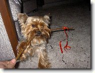 Jorkrsk terier, Yorkshire Terrier,