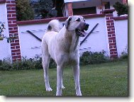 Anatolian Shepherd Dog, Anatolian Karabash Dog