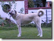 Anatolian Shepherd Dog, Anatolian Karabash Dog