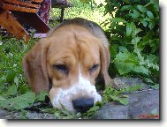 Beagle