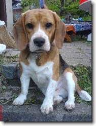 Beagle