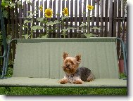 Jorkrsk terier, Yorkshire Terrier,