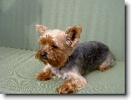 Jorkrsk terier, Yorkshire Terrier,