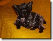 Jorkrsk terier, Yorkshire Terrier,