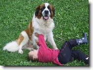 Saint Bernard