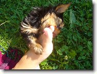 Jorkrsk terier, Yorkshire Terrier,