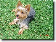 Jorkrsk terier, Yorkshire Terrier,