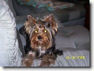 Jorkrsk terier, Yorkshire Terrier,