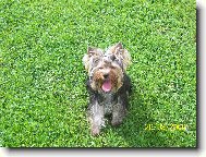 Jorkrsk terier, Yorkshire Terrier,