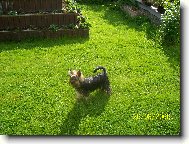 Jorkrsk terier, Yorkshire Terrier,