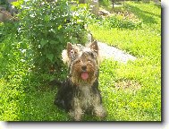 Jorkrsk terier, Yorkshire Terrier,