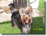 Jorkrsk terier, Yorkshire Terrier,