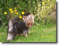 Jorkrsk terier, Yorkshire Terrier,