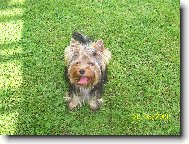 Jorkrsk terier, Yorkshire Terrier,