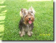 Jorkrsk terier, Yorkshire Terrier,