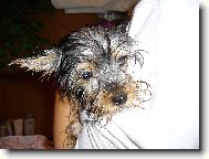 Jorkrsk terier, Yorkshire Terrier,