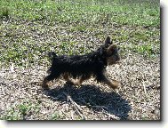 Jorkrsk terier, Yorkshire Terrier,