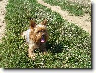 Jorkrsk terier, Yorkshire Terrier,