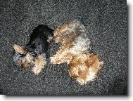 Jorkrsk terier, Yorkshire Terrier,