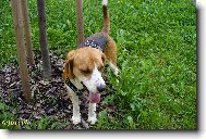 Beagle