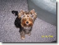 Jorkrsk terier, Yorkshire Terrier,