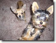 Jorkrsk terier, Yorkshire Terrier,