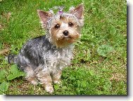 Jorkrsk terier, Yorkshire Terrier,