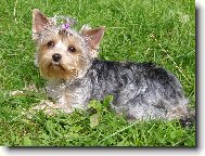 Jorkrsk terier, Yorkshire Terrier,