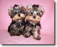 Jorkrsk terier, Yorkshire Terrier,