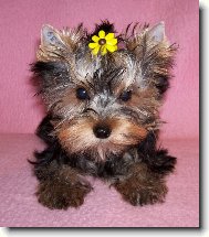 Jorkrsk terier, Yorkshire Terrier,