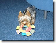 Jorkrsk terier, Yorkshire Terrier,