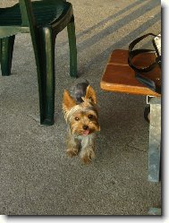 Jorkrsk terier, Yorkshire Terrier,