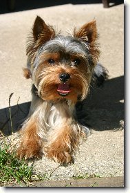 Jorkrsk terier, Yorkshire Terrier,