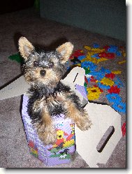 Jorkrsk terier, Yorkshire Terrier,