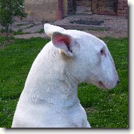 Bull Terrier