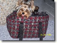 Jorkrsk terier, Yorkshire Terrier,