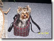 Jorkrsk terier, Yorkshire Terrier,