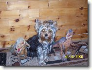 Jorkrsk terier, Yorkshire Terrier,